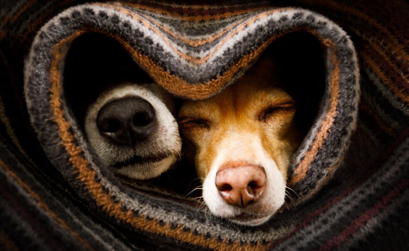 Cute puppies cuddling together in blanket
