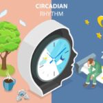 featured image for how did we develop circadian rhythms